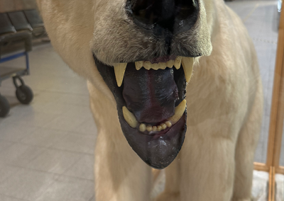 Stuffed polar bear waiting for arrivals at Fairbanks airport