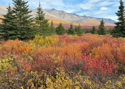 Landscape view near Mountain Vista overlook and trail