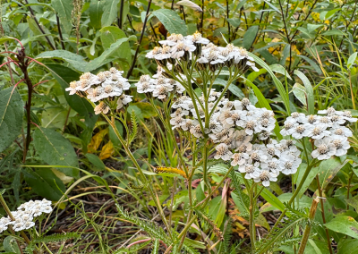 White yarrow blossoms