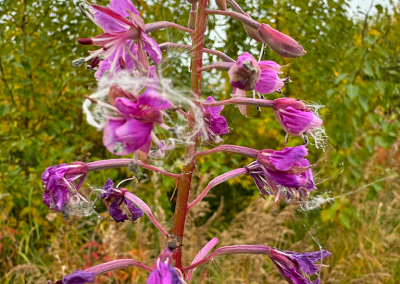 Fireweed with blossoms and seeds