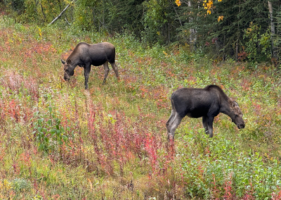 Moose along roadside