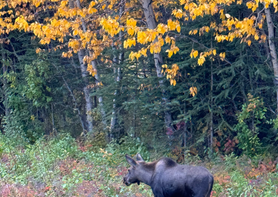 Another moose along roadside