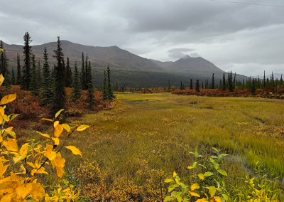 Meadow near old Denali Highway