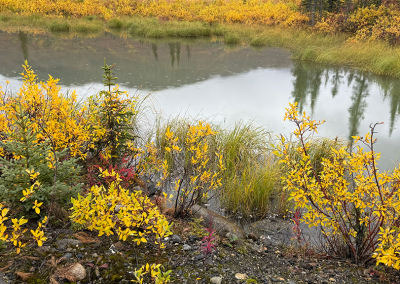 Reflections in pond