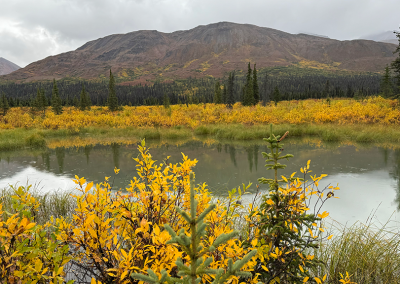 Pond near Cantwell