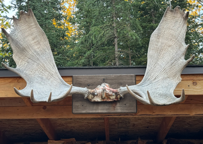 Moose antlers above firewood sotrage