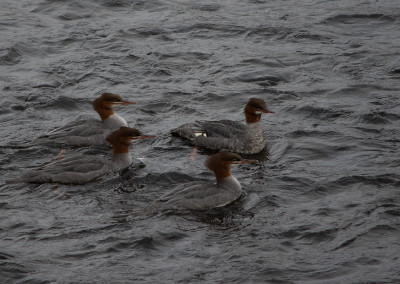 Mergansers in stream